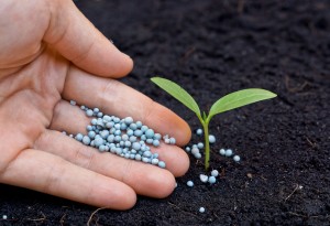 Fertilizing