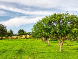 Tree Health