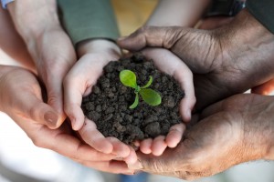 Tree Planting